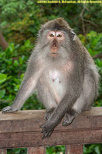 macaque